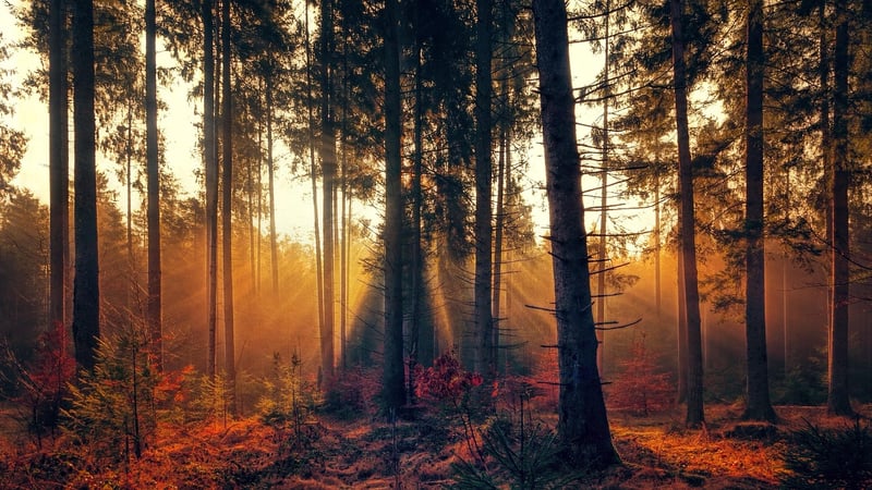 Whispering Woods